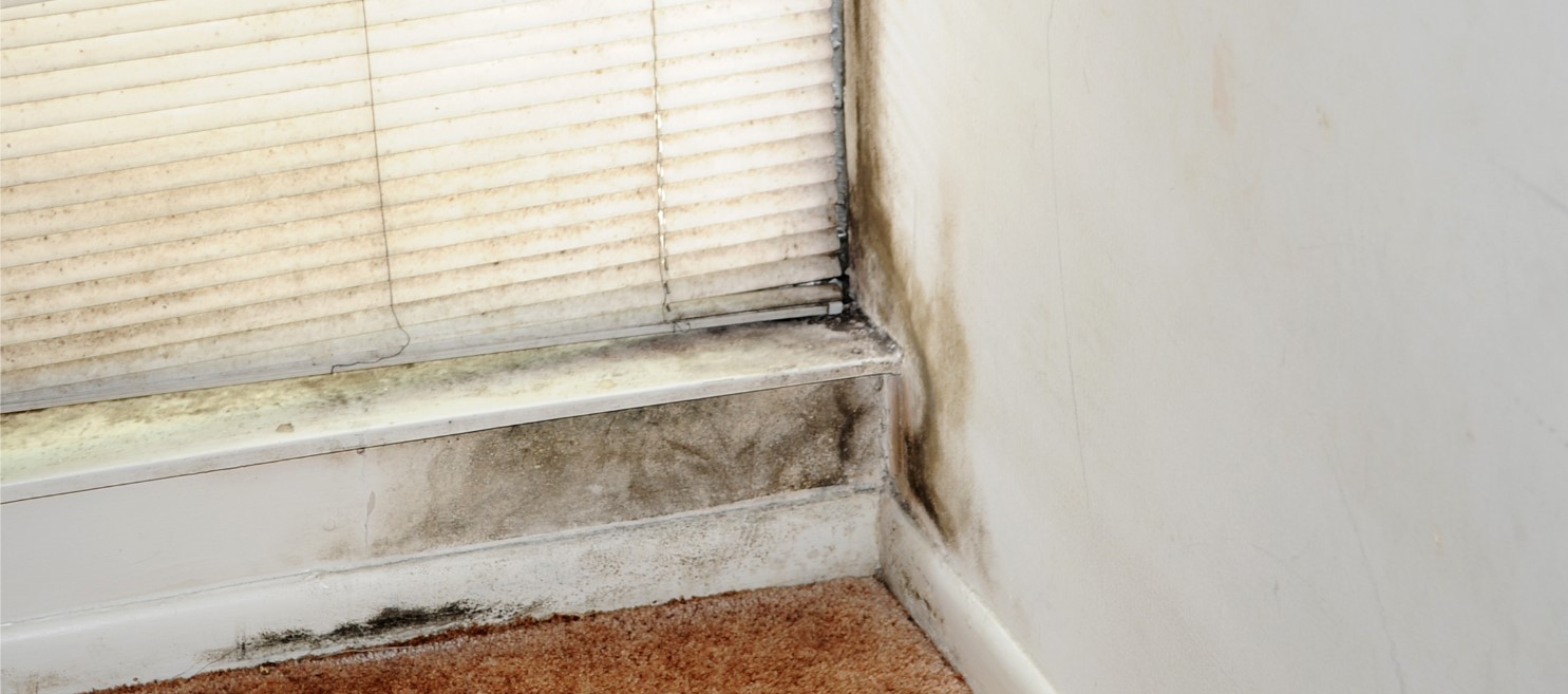 How to Treat Mold in Your Home