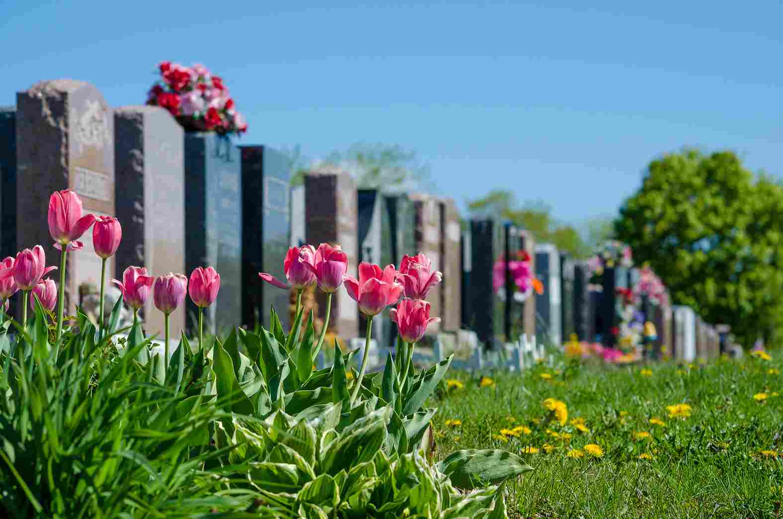 A row of bright pink flowers stands in front of out-of-focus headstones in a cemetery.
