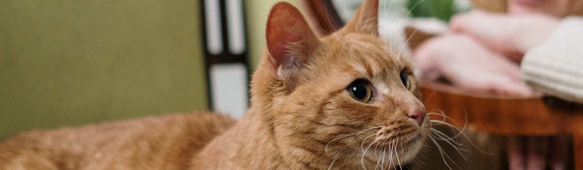 A cat comfortably sits in a chair and stares off in the distance.